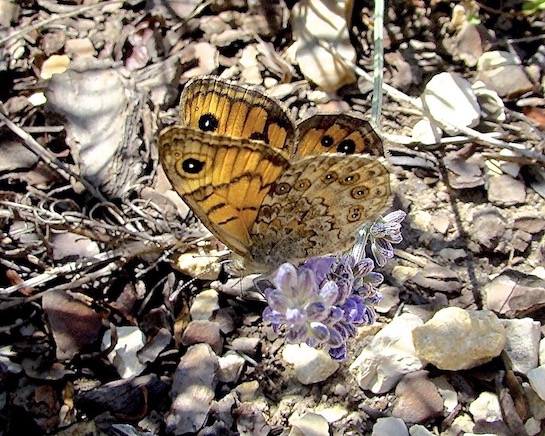 wall brown